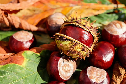tumpukan, merah, buah, kastanye, buckeye, Buka, berkilau, musim gugur, makanan dan minuman, makanan, makan sehat, daun, bagian tanaman, kesejahteraan, kesegaran, kacang - makanan, kacang, tidak ada orang, merapatkan, kastanye - makanan, alam, fokus pada latar depan, menanam, hari, fokus selektif, di luar rumah, Daun-daun, matang, 4K, CC0, domain publik, bebas royalti