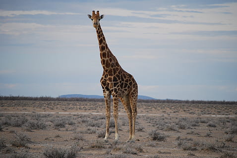 Castanho, bege, girafa, de pé, verde, grama, dia, visão global, ampla, previsão, África, animais de safári, animais selvagens, natureza, animais em estado selvagem, savana, animal, mamífero, Parque Nacional, safári, área selvagem, avião, temas animais, céu, meio Ambiente, panorama, terra, vertebrado, um animal, ninguém, nuvem - céu, campo, herbívoro, pescoço de animal, ao ar livre, clima árido, clima, 4K, CC0, domínio público, royalty free