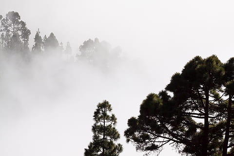 foto d'angle alt, verd, fulles, arbre, boira, contorns, pi, arbres, misteriós, paisatge, invisible, planta, cel, creixement, bellesa a la natura, naturalesa, cap gent, tranquil·litat, escenics - natura, escena tranquil·la, dia, escena no urbana, bosc, a l'aire lliure, terra, vista d’angle baix, arbre de coníferes, arbre d’arbre, bosc de pi, 4K, CC0, domini públic, lliure de regalies