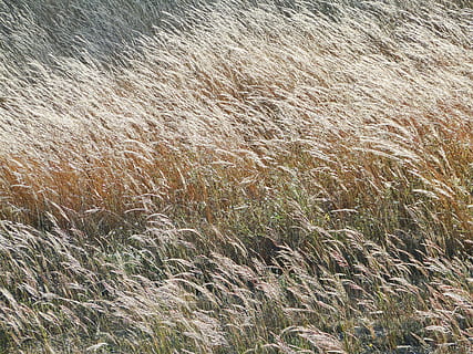 kruid, bruin, veld-, Sol, wind, natuur, licht, zomer, dag, droog, achtergrond, gras, buitenshuis, achtergronden, volledig kader, groei, fabriek, geen mensen, land-, landbouw, schoonheid in de natuur, kalmte, milieu, landschap, hoge hoekmening, scenics - natuur, gewas, zachtheid, 2K, CC0, publiek domein, royaltyvrij