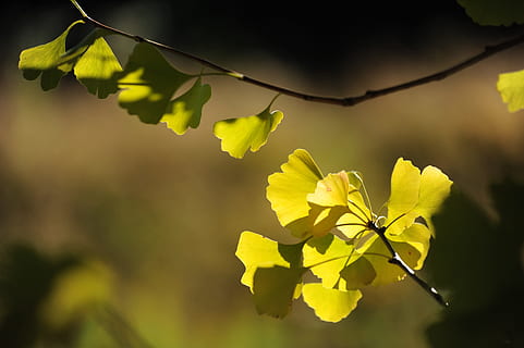ginkgo træ, sollys, Hinata, plante, blad, plante del, gul, vækst, natur, skønhed i naturen, tæt på, blomst, fokus på forgrunden, Kvist, blomstrende plante, udendørs, ingen mennesker, afdeling, friskhed, sårbarhed, skrøbelighed, træ, dag, 4K, CC0, offentligt domæne, royaltyfrie