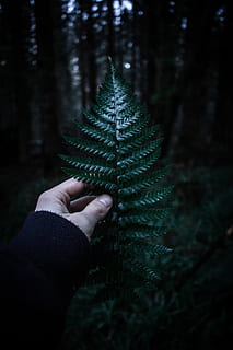 Farnwald, Person, halten, Grün, Blatt, Hand, Baum, Natur, Wald, Holz, Pflanze, menschliche Hand, menschliches Körperteil, eine Person, echte Menschen, persönliche Perspektive, nicht erkennbare Person, Fokus auf den Vordergrund, Wachstum, Körperteil, Land, Finger, menschlicher Finger, Lebensstile, Tag, Kiefer, draußen, Nadelbaum, 5K, CC0, gemeinfrei, lizenzfrei
