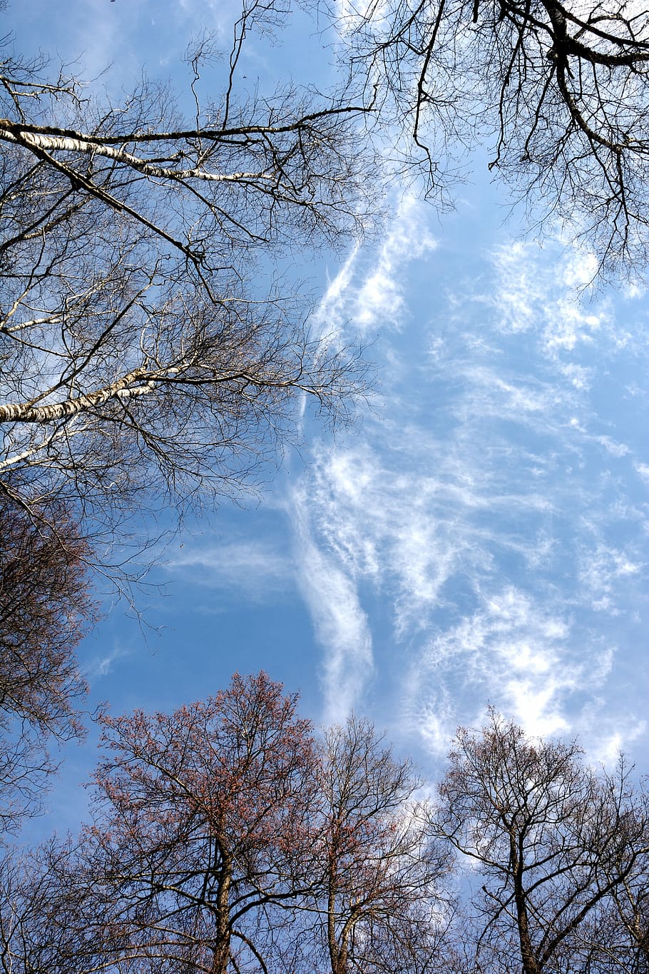cielo blu, baldacchino, alberi, cielo, blu, nube, dom, infinito, cloudformation, vista, largo, formazioni nuvolose, albero, albero nudo, Inquadratura dal basso, natura, ramo, pianta, nuvola - cielo, bellezza nella natura, la tranquillità, giorno, nessuno, all'aperto, scenics - natura, crescita, scena tranquilla, idilliaco, luce del sole, tronco d'albero, baldacchino di albero, 5K