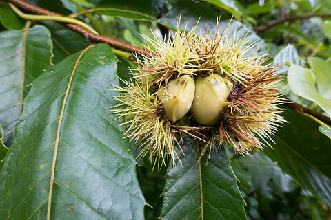 autumn, chestnut, fall, leaf, plant, thorn, vegetation, plant part, green color, growth, food and drink, close-up, healthy eating, freshness, food, fruit, focus on foreground, nature, no people, beauty in nature, day, tree, wellbeing, nut, chestnut - food, outdoors, spiky, 5K, CC0, public domain, royalty free