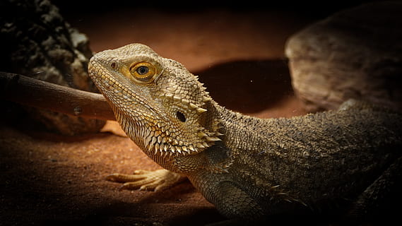 ogród zoologiczny, jaszczurka, brodaty smok, tematy zwierzęce, zwierzę, gad, jedno zwierzę, kręgowiec, zwierzęca przyroda, zwierzęta na wolności, żadnych ludzi, zbliżenie, widok z boku, część ciała zwierzęcia, Natura, skupić się na pierwszym planie, na dworze, noc, patrząc, iguana, skala zwierząt, widok profilu, 4K, CC0, domena publiczna, darmowe zdjęcia