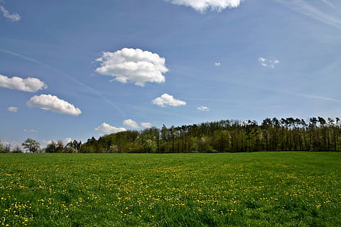 paesaggio, primavera, collina, foresta, bordo del bosco, natura, prato, albero, verde, dente di leone, fiori, fioritura, cielo, nuvole, soleggiato, flora, pianta, largo, riposo, idillio, Germania meridionale, Germania, baden württemberg, fiorire, nuvola - cielo, ambiente, erba, bellezza nella natura, scena tranquilla, terra, colore verde, la tranquillità, campo, scenics - natura, scena rurale, nessuno, crescita, giorno, all'aperto, Pino, 2K, CC0, dominio pubblico, privo di copyright