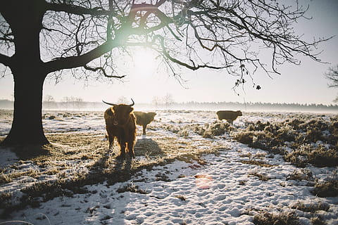 snø, vinter, hvit, kald, vær, is, trær, planter, natur, dyr, reise, eventyr, sollys, pattedyr, dyre temaer, innenlands, husdyr, tre, kjæledyr, virveldyr, ett dyr, kaldtemperatur, land, anlegg, dag, vann, ingen folk, planteetende, 5K
