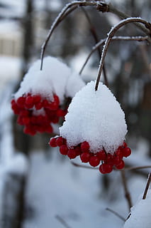 vinter, bær, vinter magi, kold, frost, vinterlige, plante, sne, isnende, Frosset, hvid, rød, afdeling, Busk, is, koldtemperatur, natur, træ, sæson, jul, udendørs, kold temperatur, fokus på forgrunden, tæt på, skønhed i naturen, hvid farve, bærfrugt, dag, mad, mad og drikke, frugt, friskhed, ingen mennesker, ekstremt vejr, snestorm, sner, pulver sne, 1080P, CC0, offentligt domæne, royaltyfrie