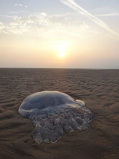 strand, strandede, vandmand, sol, solopgang, marine, væsen, horisont, natur, ocean, organisme, sand, streng, fangarm, hav, himmel, vand, scenics - natur, skønhed i naturen, solnedgang, rolig scene, ro, jord, horisont over vand, ikke-urbane scene, sky - himmel, idyllisk, ingen mennesker, miljø, is, udendørs, salt fladt, tørt klima, 4K, CC0, offentligt domæne, royaltyfrie
