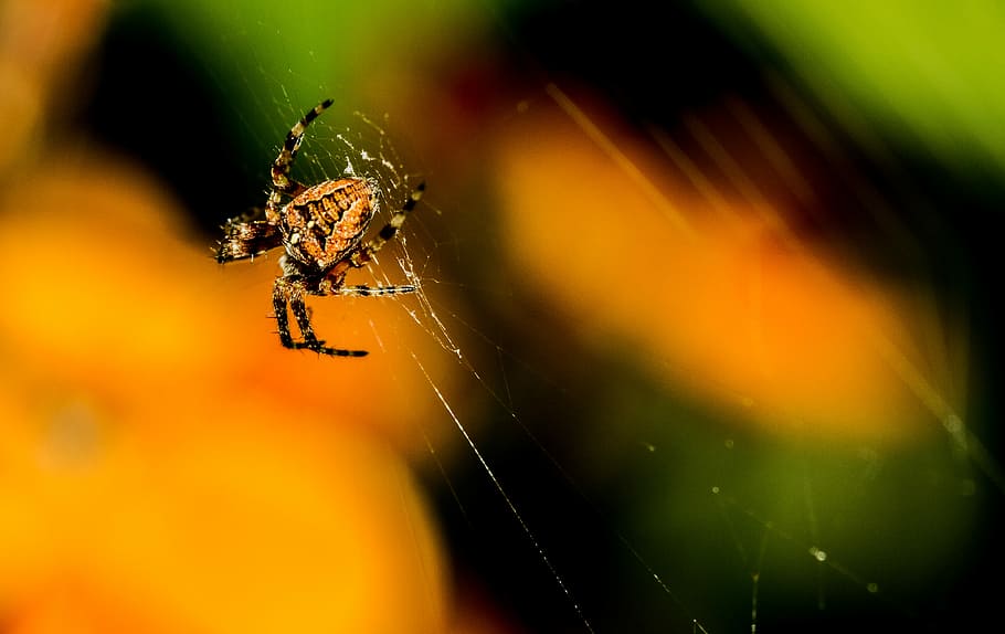 detailní, fotografie, pavouk, pavoučí síť, zavřít, oranžový, pavouk stodoly, web, hmyz, pavučina, zahradní pavouk, pavoukovec, volně žijících živočichů, orb web, zoom, Spojené království, osm nohou, antropoda, Příroda, bezobratlý, křehkost, zvířat, zvířata ve volné přírodě, detail, členovců, jednoho zvířete, zvíře, selektivní zaměření, makro, zranitelnost, zaměřit se na popředí, část těla zvířete, nikdo, venku, zvířecí noha, 4K