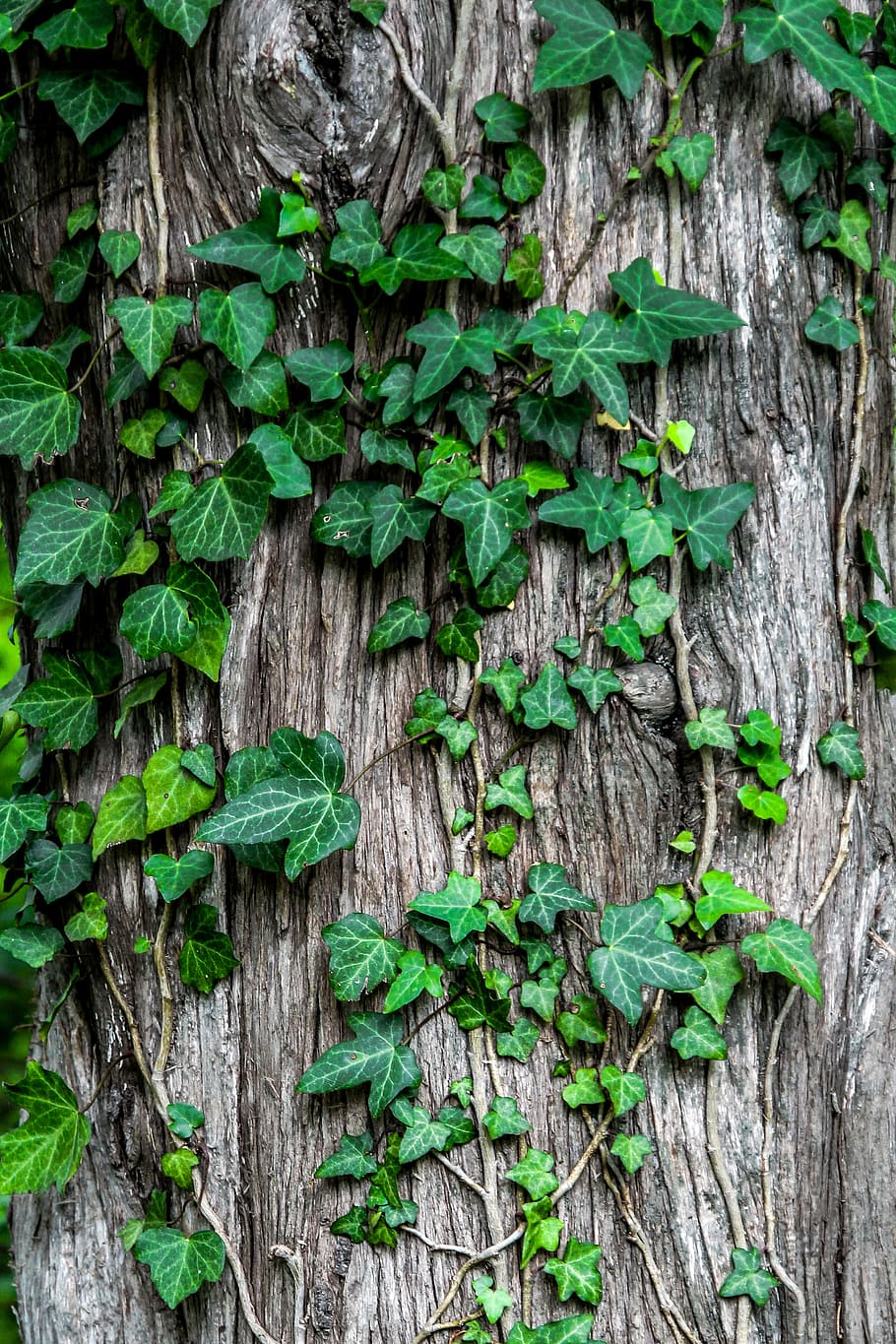 grüne Blätter, Grün, blätterte, Pflanzen, gelehnt, braun, tropisch, Baum, Borke, Efeu, Rebe, Pflanze, Laub, Flora, Kofferraum, Blatt, Holz, Nahansicht, Natur, kriechend, grüne Farbe, Pflanzenteil, Holz - Material, Wachstum, keine Leute, Tag, Vollbild, Baumstamm, Schönheit in der Natur, draußen, Frische, texturiert, Hintergründe, 5K