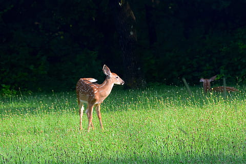 braun, Hirsch, Stehen, Grün, Kitz, Gras, Tierwelt, suchen, Sommer-, Tier, jung, Natur, Feld, Säugetier, süß, bezaubernd, wild, Pelz, Wiese, Baby, Wald, Landschaft, ein Tier, Tiere in freier Wildbahn, Tierthemen, draußen, Wirbeltier, Pflanze, Land, keine Leute, grüne Farbe, pflanzenfressend, Schönheit in der Natur, Haustiere, 4K, CC0, gemeinfrei, lizenzfrei