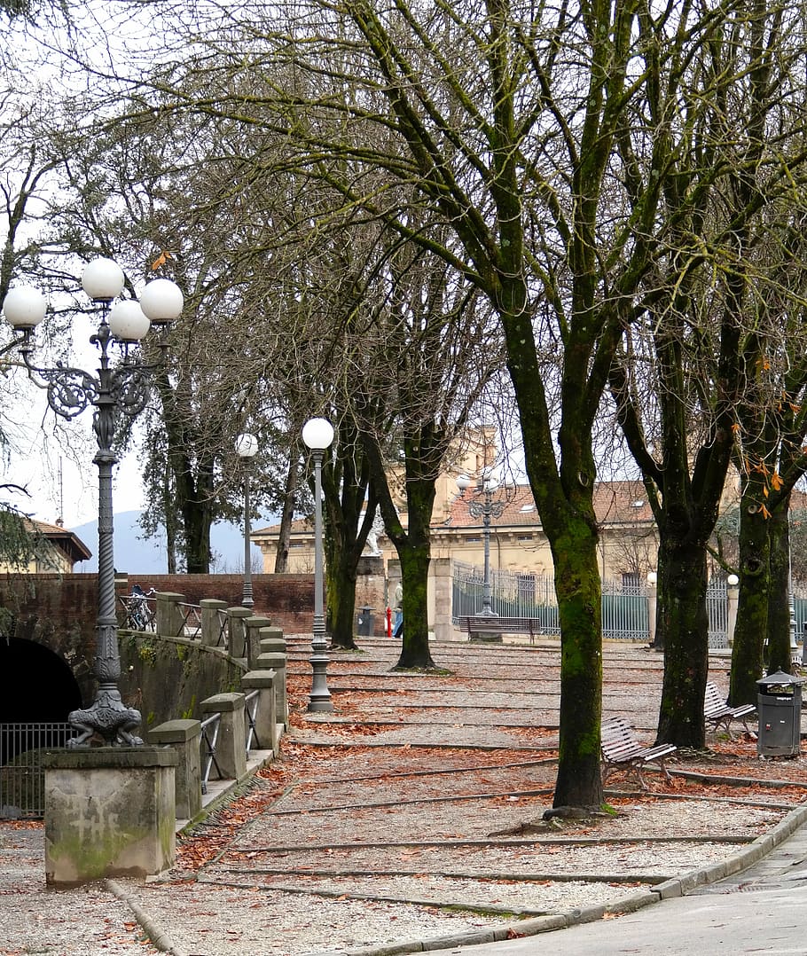 arbres, carretera, hivern, passejades, dia, passarel·la, Itàlia, lucca, arbre, planta, parc, arquitectura, naturalesa, branca, cap gent, parc - l'home va fer espai, sendera, el camí a seguir, creixement, estructura construïda, tronc de l'arbre, a l'aire lliure, equips d’il·luminació, tronc, carrer, direcció, arbre nu, treelined, Banc del parc, 4K