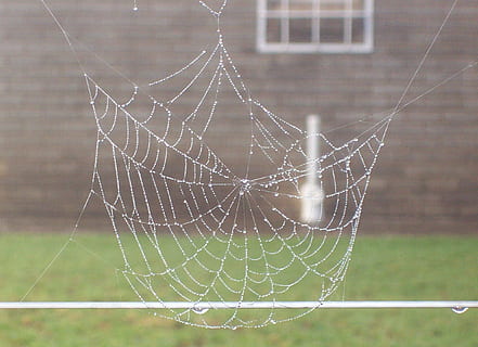 Spinnennetz, Tau, Netz, Natur, Spinne, nass, Regentropfen, Kondensation, Tautropfen, Tröpfchen, Netting, fallen, Nahansicht, Gras, Insekt, draußen, Fenster, keine Leute, Fokus auf den Vordergrund, Tag, Zerbrechlichkeit, Verletzlichkeit, natürliches Muster, Muster, Wasser, Spinnentier, Kompliziertheit, Gliederfüßer, Komplexität, 1080P, CC0, gemeinfrei, lizenzfrei