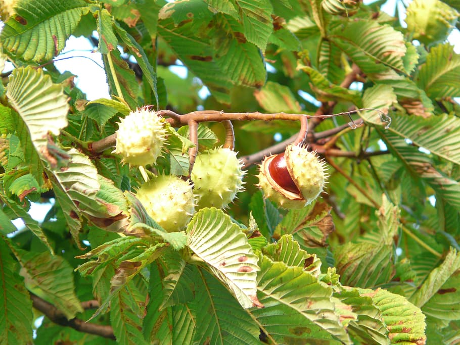 Kaštan, strom, větev, listy, kaštanové listy, pichlavý, prasknutí, ovoce, semena, rostlina, Příroda, podzim, sbírat, hnědý, lesk, Buckeye, aesculus, růst, svěžest, list, krása v přírodě, rostlinné části, květ, detail, kvetoucí rostlina, den, nikdo, zelená barva, jídlo a pití, křehkost, jídlo, zranitelnost, zaměřit se na popředí, venku, květu hlavy, 2K