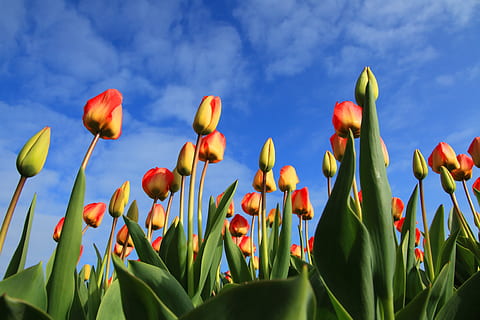 Basso, angolo, rosso e giallo, campo di tulipani, tulipani, tulipano, campo, i campi, rosso, sfondo, fiore, fiori, bulbi, Olanda, giardino, giardini, blu, cielo, pianta, bellezza nella natura, crescita, natura, freschezza, pianta fiorita, nuvola - cielo, avvicinamento, nessuno, fragilità, vulnerabilità, testa di fiore, infiorescenza, colore verde, petalo, foglia, primavera, all'aperto, 4K, CC0, dominio pubblico, privo di copyright