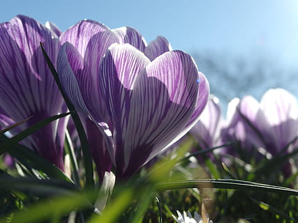 primavera, despertar, safrà, florir, brollar, planta, planta amb flors, bellesa a la natura, flor, creixement, frescor, vulnerabilitat, fragilitat, pètal, primer pla, color rosa, naturalesa, cap de flor, inflorescència, porpra, dia, centrar-se en primer pla, cap gent, enfocament selectiu, cel, a l'aire lliure, suavitat, 4K, CC0, domini públic, lliure de regalies