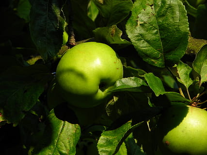 Apfelgrün, Obst, Apfel, Grün, kernobst gewächs, Apfelbaum, Vitamine, Lebensmittel, Garten, Sommer-, Süss, Obstgarten, gesundes Essen, Essen und Trinken, grüne Farbe, Frische, Blatt, Pflanzenteil, Wohlbefinden, Wachstum, Pflanze, Nahansicht, keine Leute, Natur, Apfel - Frucht, Tag, Schönheit in der Natur, Baum, Sonnenlicht, draußen, reif, 2K, CC0, gemeinfrei, lizenzfrei