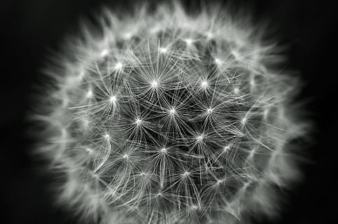 Nahansicht, Aussicht, Löwenzahn, Lichteffekt, Flaum, Natur, Makro, Jahreszeit, Frühling, Blume, Hintergrund, Verletzlichkeit, Zerbrechlichkeit, blühende Pflanze, Weichheit, Pflanze, selektiver Fokus, Frische, Löwenzahnsamen, Blütenstand, Schönheit in der Natur, keine Leute, Blütenkopf, Hintergründe, extreme Nahaufnahme, schwarzer Hintergrund, abstrakte Hintergründe, Weicher Fokus, 2K, CC0, gemeinfrei, lizenzfrei