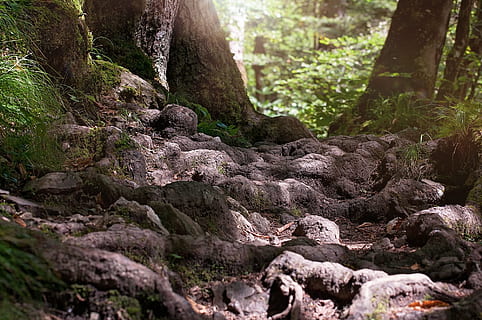 landskapsfoto, treess, borte, sti, rot, skog, natur, stille, hvile, Lukk, roten sti, singletrail, skogssti, natursti, anlegg, tre, dag, ro, land, vekst, fast, mose, stein, rock-objekt, skjønnhet i naturen, ingen folk, utendørs, trestamme, stamme, sollys, grønn farge, bark, regnskog, 1080P, CC0, offentlig domene, opphavsrett gratis