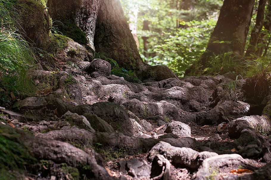 Landschaftsfoto, Baum, Weg, Pfad, Wurzel, Wald, Natur, Leise, sich ausruhen, schließen, Wurzelpfad, Singletrail, Waldweg, Naturlehrpfad, Pflanze, Tag, Ruhe, Land, Wachstum, solide, Moos, Rock, Rock - Objekt, Schönheit in der Natur, keine Leute, draußen, Baumstamm, Kofferraum, Sonnenlicht, grüne Farbe, Borke, Regenwald, 1080P
