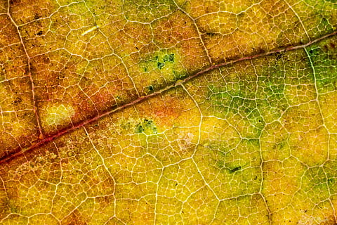 orange, green, yellow, leaf, fall, autumn, backgrounds, close-up, full frame, nature, textured, abstract, no people, pattern, fragility, leaf vein, plant part, natural pattern, plant, beauty in nature, macro, vulnerability, outdoors, dry, day, brown, leaves, 5K, CC0, public domain, royalty free