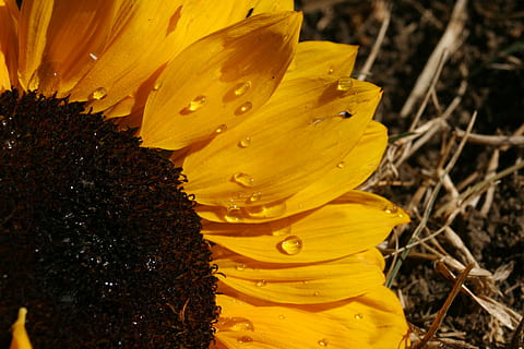 partiel, fleur, tournesol, Orange, macro, plante à fleurs, fragilité, plante, pétale, vulnérabilité, croissance, beauté dans la nature, tête de fleur, fermer, inflorescence, fraîcheur, jaune, pollen, la nature, personne, journée, étamine, en plein air, douceur, pureté, 2K, CC0, domaine public, libre de droits