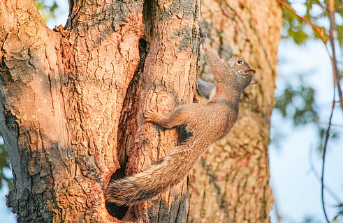 tree, nature, wood, bark, trunk, squirrel, outdoors, flora, pattern, animal themes, animal, one animal, animal wildlife, tree trunk, animals in the wild, vertebrate, plant, mammal, no people, lizard, reptile, day, focus on foreground, travel destinations, animal eye, 4K, CC0, public domain, royalty free