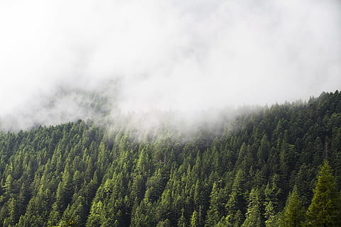 landschapsfoto, dennenbomen, vogel, eye view fotografie, groen, bomen, wolken, groen bos, Bos, boom, wolk, mist, natuur, berg-, landschap, Vakantiebestemmingen, buitenshuis, bos-, bergketen, groene kleur, dennenboom, wolk - lucht, hemel, schoonheid in de natuur, geen mensen, groei, landbouw, land-, fabriek, scenics - natuur, milieu, dennenbos, naaldboom, kalmte, groenblijvende boom, bergtop, 5K, CC0, publiek domein, royaltyvrij