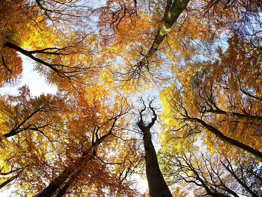baix, foto d'angle, esvaïda, arbres, arbre, corona, fullatge, sol, tardor, la corona de l'arbre, naturalesa, llum, llum de fons, faig, colors, color, tocs, groc, branca, tardor daurat, fulles de tardor, colors de la tardor, fulles, de colors, planta, vista d’angle baix, canvi, bellesa a la natura, creixement, cap gent, copa de l'arbre, dia, tronc de l'arbre, tranquil·litat, tronc, cel, escenics - natura, a l'aire lliure, bosc, color taronja, directament a sota, caure, condició natural, 4K