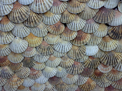 coquillage, coquilles, escalopes, Contexte, fruits de mer, mer, arrière-plans, modèle, toit, la nature, plein cadre, grand groupe d'objets, personne, dans une rangée, abondance, répétition, cote à cote, chapeau, arrangement, fermer, en plein air, texturé, journée, ordre, affaires, choix, nature morte, 1080P, CC0, domaine public, libre de droits