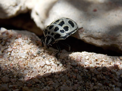 insetto, scarafaggio, natura, piccolo, temi animali, un animale, fauna selvatica, animale, animali allo stato selvatico, avvicinamento, invertebrato, nessuno, macchiato, solido, mare, giorno, roccia, zoologia, messa a fuoco selettiva, all'aperto, segni di animali, vertebrato, marino, 1080P, CC0, dominio pubblico, privo di copyright