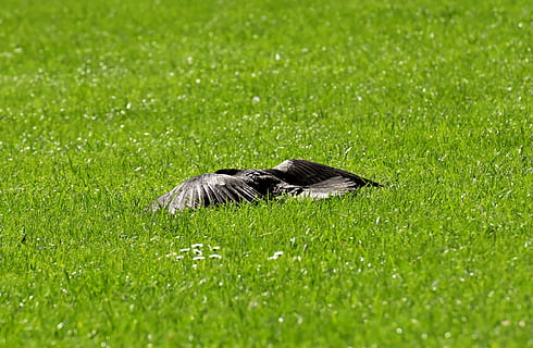 krage, sol, hvile, vinge, sprede, ravnfugl, ravn, sort, natur, regning, carrion krager, fælles ravn, dyr, fugle, græs, grøn farve, plante, et dyr, dyreliv, dyr i naturen, dag, ingen mennesker, hvirveldyr, selektiv fokusering, udendørs, pattedyr, lempelse, skønhed i naturen, fugl, dyr kropsdel, 4K, CC0, offentligt domæne, royaltyfrie