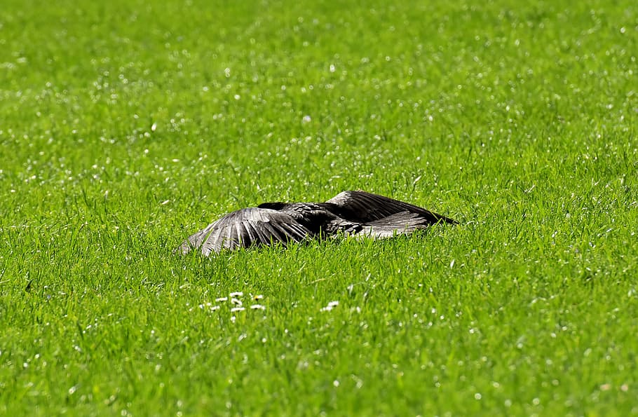 Corb, sol, descans, ala, propagació, ocell de corb, negre, naturalesa, factura, corbs de carronya, corb comú, animal, ocells, herba, color verd, planta, un animal, fauna animal, animals a la natura, dia, cap gent, vertebrats, enfocament selectiu, a l'aire lliure, mamífer, relaxació, bellesa a la natura, ocell, part del cos dels animals, 4K