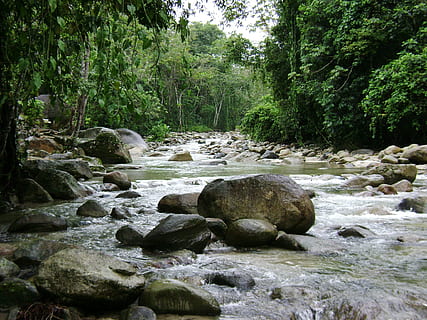 river, current, nature, rock, tree, plant, solid, rock - object, beauty in nature, forest, water, scenics - nature, flowing water, land, growth, tranquility, no people, day, non-urban scene, tranquil scene, motion, flowing, stream - flowing water, outdoors, 1080P, CC0, public domain, royalty free