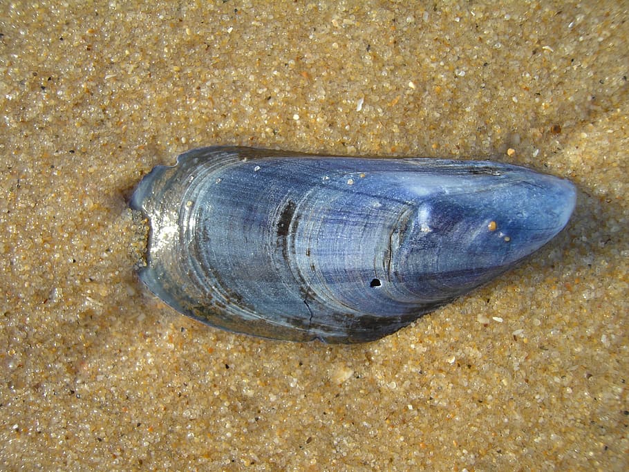 shell, mušle, pláž, modrý, písek, letní, připlavené věci, písečná pláž, dekorativní, moře, námořní, přistát, nikdo, detail, zvíře, vysoký úhel pohledu, jeden objekt, zvířat, texturou, den, Příroda, zvířecí shell, jednoho zvířete, přímo nad, zvířata ve volné přírodě, 2K