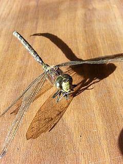 guldsmed, insekt, vinge, dyreliv, vinger, skadedyr, antenne, skrøbelighed, mosquito hawk, dyr, natur, makro, dyrefløj, tæt på, hvirvelløse, træ - materiale, dyre temaer, et dyr, dyr i naturen, ingen mennesker, bord, fokus på forgrunden, sollys, dag, udendørs, skygge, 2K, CC0, offentligt domæne, royaltyfrie