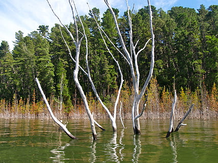 lago, eildon, inundar, árbol, ambiente, lago, eildon, agua, parque Nacional, bosque, escénico, conservación, desierto, al aire libre, naturaleza, río, animales en la naturaleza, nadie, temas de animales, planta, frente al mar, belleza en la naturaleza, fauna animal, día, paisajes - naturaleza, pájaro, vertebrado, crecimiento, tranquilidad, animal, escena no urbana, 2K, CC0, dominio público, libre de derechos