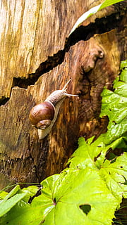 snegl, natur, skal, makro, langsomt, mollusk, snegl shell, tæt, log, dyr i naturen, dyr, dyreliv, dyre temaer, hvirvelløse, havsnegle, blad, plante del, et dyr, tæt på, grøn farve, ingen mennesker, dag, dyreskal, insekt, plante, udendørs, 5K, CC0, offentligt domæne, royaltyfrie