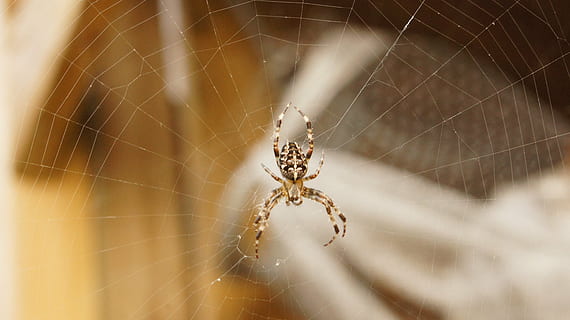 girar, rede, fechar-se, teia de aranha, temas animais, aracnídeo, artrópode, aranha, fragilidade, animal, um animal, animais em estado selvagem, invertebrado, animais selvagens, inseto, vulnerabilidade, sobrevivência, foco seletivo, parte do corpo animal, natureza, ninguém, focar em primeiro plano, perna de animal, ao ar livre, complexidade, venenoso, 4K, CC0, domínio público, royalty free