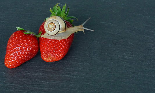 Schnecke, rot, Erdbeere, Schale, Sonde, Weichtier, langsam, Reptil, schließen, Schneckenhaus, Natur, Obst, kriechen, Essen, Makro, Tier, Kreatur, Tierwelt, wirbellos, Erdbeerzeit, Erdbeeren, saftig, keine Leute, drinnen, Nahansicht, Blatt, Frische, gesundes Essen, Tag, Lebensmittel, Essen und Trinken, Wohlbefinden, Gemüse, Stillleben, kopieren sie platz, Studioaufnahme, Beerenfrucht, High Angle View, organisch, gesunder Lebensstil, direkt darüber, reif, schwarzer Hintergrund, 5K, CC0, gemeinfrei, lizenzfrei