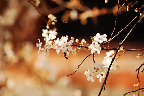 blanc, flors de pètals, selectiu, fotografia, flors, naturalesa, insecte, abella, primavera, flor, fons marró, flors blanques, marró, arbre, branca, temporada, planta, a l'aire lliure, bellesa a la natura, flor de cirerer, primer pla, cap de flor, fons, cap gent, pètal, fragilitat, nit, planta amb flors, frescor, vulnerabilitat, creixement, centrar-se en primer pla, color rosa, cirerer, suavitat, 2K, CC0, domini públic, lliure de regalies