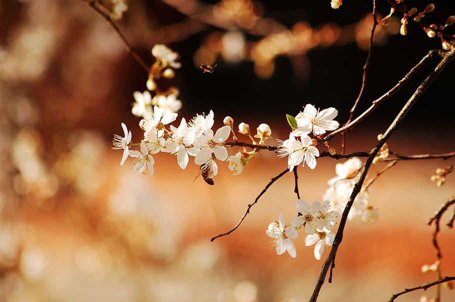 blanc, flors de pètals, selectiu, fotografia, flors, naturalesa, insecte, abella, primavera, flor, fons marró, flors blanques, marró, arbre, branca, temporada, planta, a l'aire lliure, bellesa a la natura, flor de cirerer, primer pla, cap de flor, fons, cap gent, pètal, fragilitat, nit, planta amb flors, frescor, vulnerabilitat, creixement, centrar-se en primer pla, color rosa, cirerer, suavitat, 2K