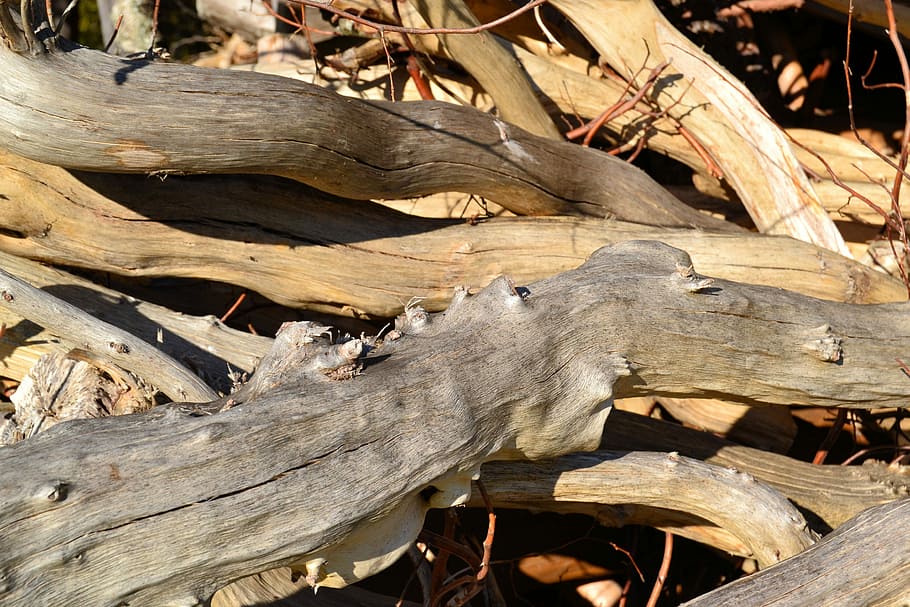 madera, apilar, estructura, árbol, Holzstapel, leña, Iniciar sesión, valores, nadie, fotograma completo, día, al aire libre, naturaleza, de cerca, material de madera, tronco de arbol, luz del sol, el maletero, bosque, planta, tierra, deforestación, parte de la planta, centrarse en primer plano, planta muerta, madera a la deriva, ladrar, Cortado, 4K