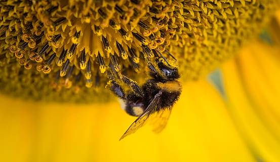 bumble, včela sedící, slunečnice, selektivní, zaostřovací fotografie, včela, hmyz, makro, Příroda, zvíře, zvířat, jednoho zvířete, bezobratlý, žlutá, květ, křehkost, kvetoucí rostlina, zvířata ve volné přírodě, krása v přírodě, zranitelnost, okvětní lístek, květu hlavy, detail, růst, nikdo, opylování, pyl, čmelák, motýl - hmyz, 4K, CC0, veřejná doména, bez autorských práv