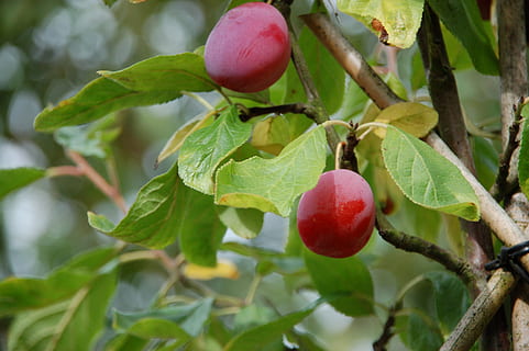 prună, vară, fruct, copac, frunze, parte a plantelor, mâncat sănătos, plantă, mancare si bautura, creştere, alimente, prospeţime, ramură, a închide, natură, roșu, Culoarea verde, bunăstare, zi, nici o persoana, să se concentreze asupra primelor elemente, pomi fructiferi, în aer liber, copt, 2K, CC0, domeniu public, fără drepturi de autor