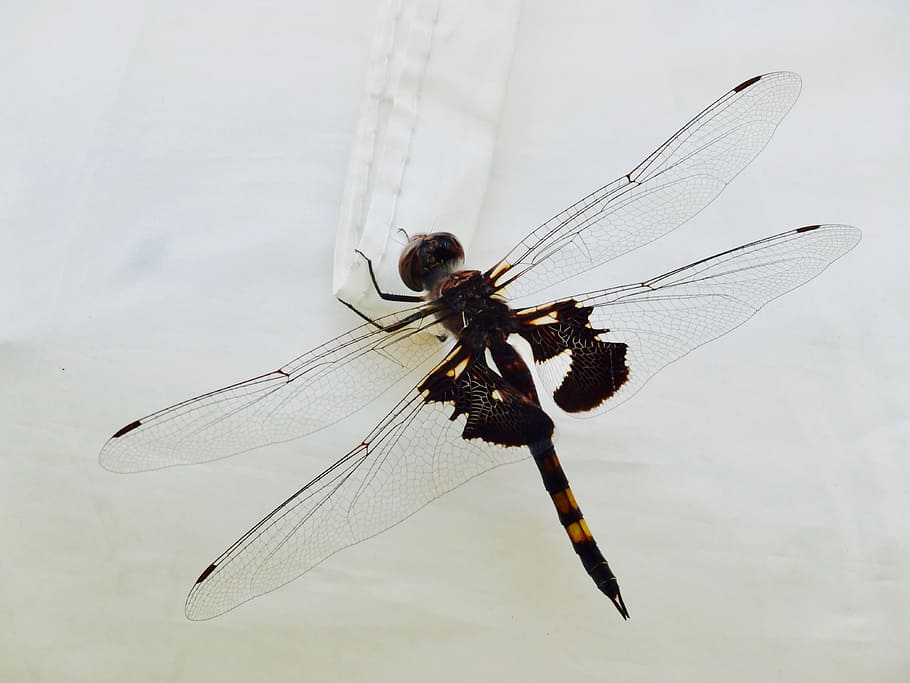 แมลงปอ, แมลง, damselfly, ปีก, ธรรมชาติ, แมโคร, ธีมสัตว์, สัตว์ที่ไม่มีกระดูกสันหลัง, ปีกสัตว์, สัตว์, สัตว์ในป่า, สัตว์ป่า, สัตว์หนึ่งตัว, ใกล้ชิด, ไม่มีคน, มุ่งเน้นไปที่เบื้องหน้า, กลางแจ้ง, วัน, เต็มความยาว, สัตววิทยา, การบิน, arthropod, 4K