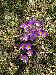 krokus, květ, kvetoucí, jaro, Příroda, fialový, nachový, krokusy, rostlina, květu hlavy, kvetoucí rostlina, křehkost, zranitelnost, krása v přírodě, svěžest, vysoký úhel pohledu, přistát, růst, pole, okvětní lístek, tráva, detail, den, květenství, nikdo, 2K, CC0, veřejná doména, bez autorských práv