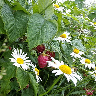 lampone, camomilla, estate, dacia, profumatamente, verdura, luglio, margherita, bianca, fiori estivi, giardino, flora, luminosa, fiore, pianta fiorita, pianta, freschezza, crescita, bellezza nella natura, fragilità, vulnerabilità, petalo, colore verde, parte vegetale, foglia, testa di fiore, infiorescenza, natura, avvicinamento, giallo, giorno, nessuno, Colore bianco, all'aperto, primavera, 1080P, CC0, dominio pubblico, privo di copyright
