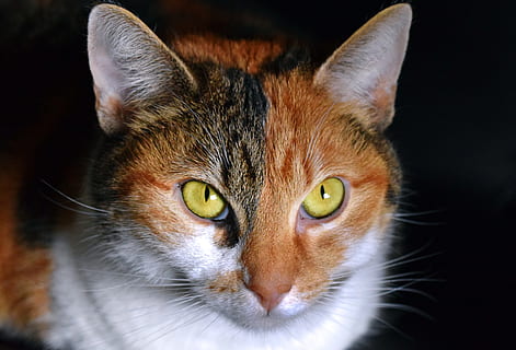 calico, gat, de cara, càmera, multicolor, vista, tancar, gat afortunat, bibi, animal, temes d'animals, retrat, mamífer, un animal, gat domèstic, part del cos dels animals, animals domèstics, mascotes, mirant la càmera, nacional, cap d’animals, primer pla, part del cos, felí, ull, ull d’animals, vertebrats, cap gent, fons negre, bigotis, ulls grocs, 5K, CC0, domini públic, lliure de regalies